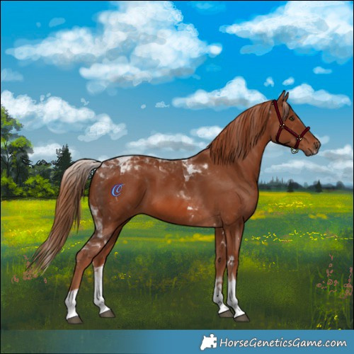 Horse Color:Chestnut Tobiano 