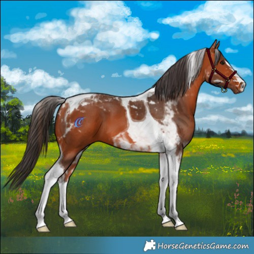 Horse Color:Bay Tobiano 