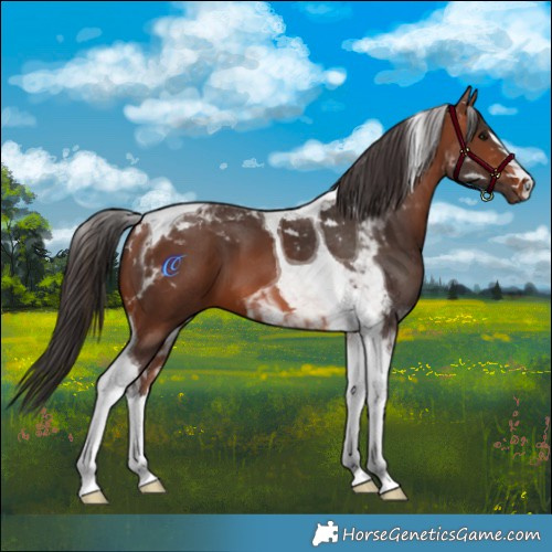 Horse Color:Bay Tobiano 