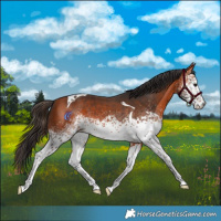 Horse Color:White Spotted Bay Tobiano