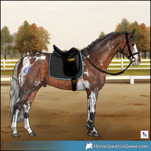 Horse Color:White Spotted Bay Tobiano Rabicano  and Silver Brown Sabino Splash Tobiano 
