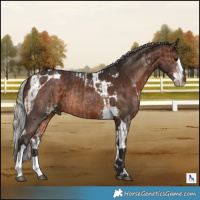 Horse Color:White Spotted Bay Tobiano Rabicano  and Silver Brown Sabino Splash Tobiano 