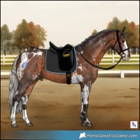 Horse Color:White Spotted Bay Tobiano Rabicano  and Silver Brown Sabino Splash Tobiano 
