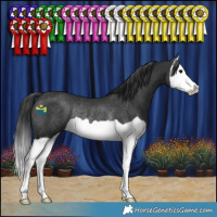 Horse Color:Black Splash Rabicano 