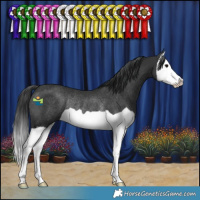 Horse Color:Black Splash Rabicano 