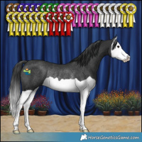 Horse Color:Black Splash Rabicano 