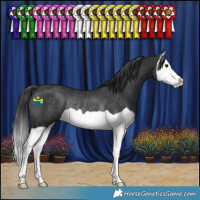 Horse Color:Black Splash Rabicano