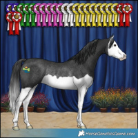 Horse Color:Black Splash Rabicano