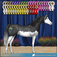 Horse Color:Black Splash Rabicano 