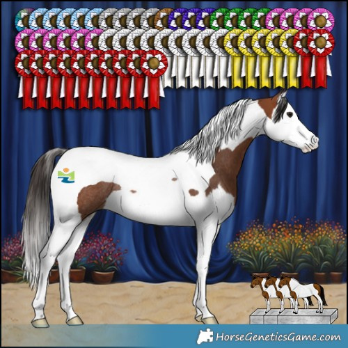 Horse Color:Bay Splash Tobiano Rabicano 