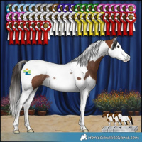 Horse Color:Bay Splash Tobiano Rabicano 