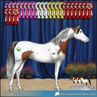 Horse Color:Bay Splash Tobiano Rabicano
