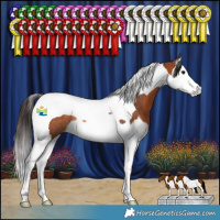 Horse Color:Bay Splash Tobiano Rabicano 