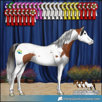Horse Color:Bay Splash Tobiano Rabicano 