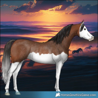 Horse Color:Bay Splash Rabicano 