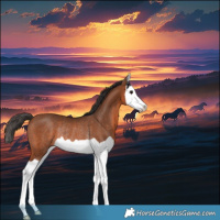 Horse Color:Bay Splash Rabicano 