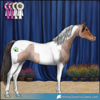 Horse Color:Bay Roan Tobiano Rabicano