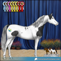 Horse Color:Black Splash Tobiano Rabicano 