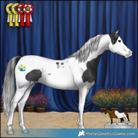 Horse Color:Black Splash Tobiano Rabicano 