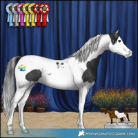 Horse Color:Black Splash Tobiano Rabicano 