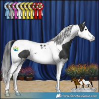 Horse Color:Black Splash Tobiano Rabicano 
