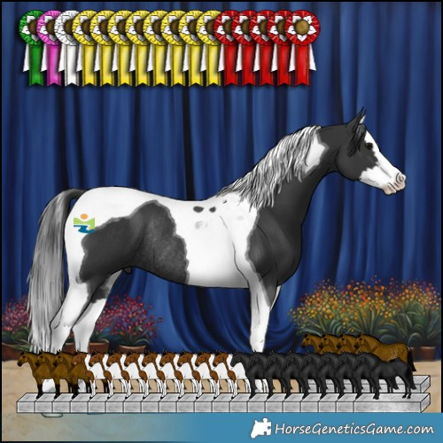 Horse Color:Black Splash Tobiano Rabicano 