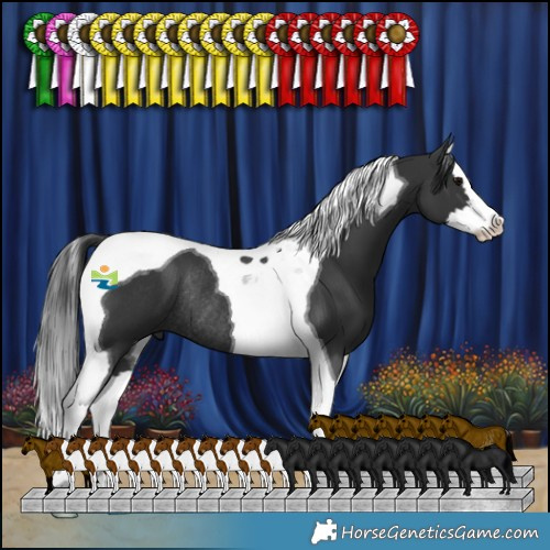 Horse Color:Black Splash Tobiano Rabicano