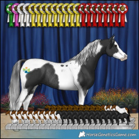 Horse Color:Black Splash Tobiano Rabicano 