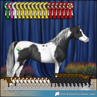 Horse Color:Black Splash Tobiano Rabicano 