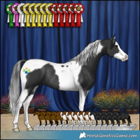 Horse Color:Black Splash Tobiano Rabicano 