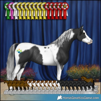 Horse Color:Black Splash Tobiano Rabicano