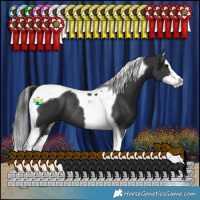Horse Color:Black Splash Tobiano Rabicano 