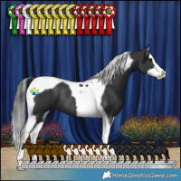 Horse Color:Black Splash Tobiano Rabicano 