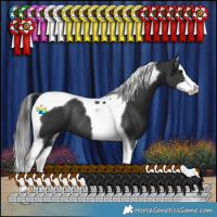 Horse Color:Black Splash Tobiano Rabicano 