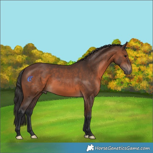 Horse Color:Brown 