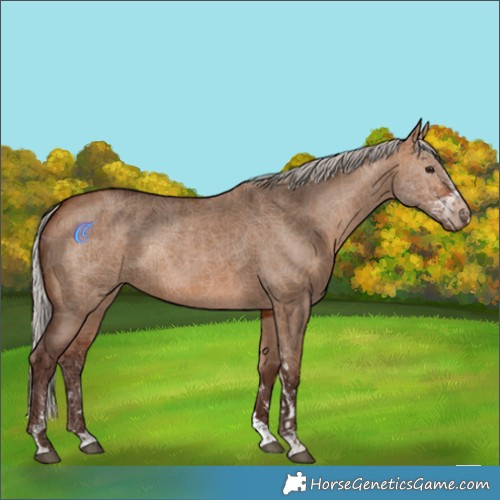 Horse Color:Silver Bay Dun Sabino Rabicano 