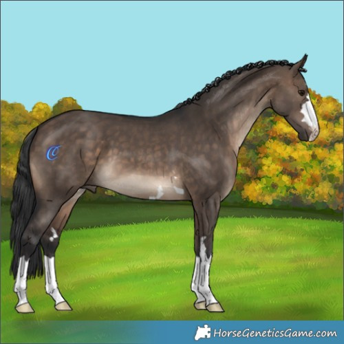 Horse Color:Brown Dun 