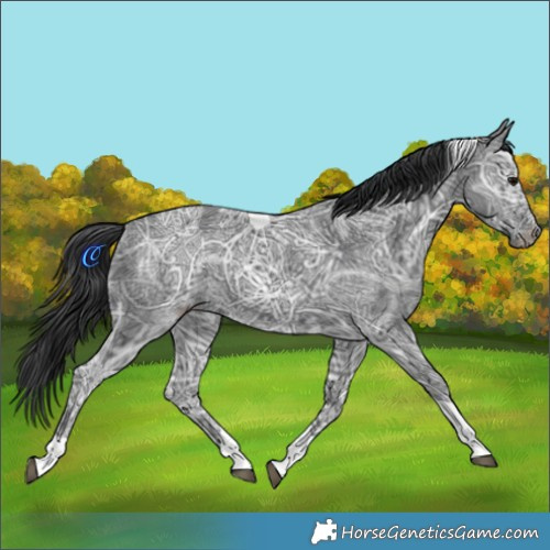 Horse Color:Black Ice Tobiano 