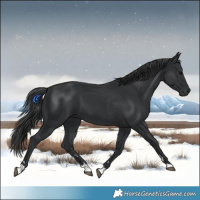 Horse Color:Black 