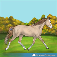 Horse Color:Red Dun Splash 