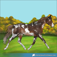 Horse Color:White Spotted Liver Chestnut Sabino 