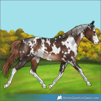 Horse Color:White Spotted Liver Chestnut 
