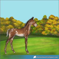 Horse Color:Gray White Spotted Silver Sable Champagne 