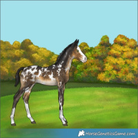 Horse Color:White Spotted Buckskin Splash Appaloosa 