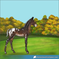 Horse Color:White Spotted Silver Brown Appaloosa 