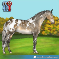 Horse Color:Gray White Spotted Silver Buckskin Dun Appaloosa Brindle 