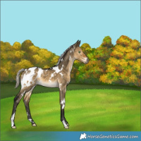 Horse Color:Gray White Spotted Silver Buckskin Dun Appaloosa Brindle