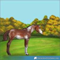 Horse Color:White Spotted Chocolate Bay 