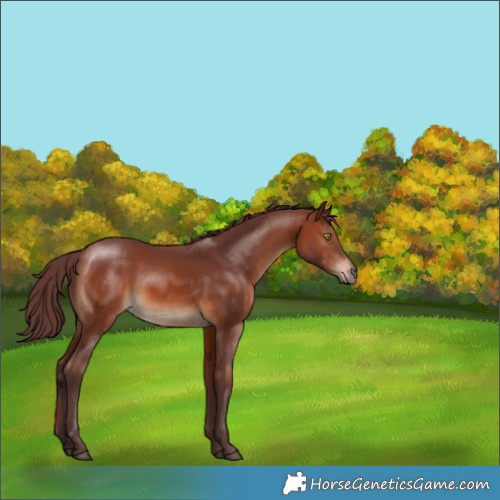 Horse Color:Chocolate Brown 