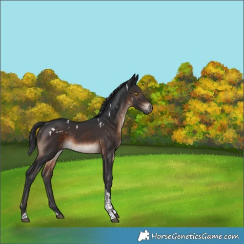 Horse Color:White Spotted Brown Tobiano Rabicano 